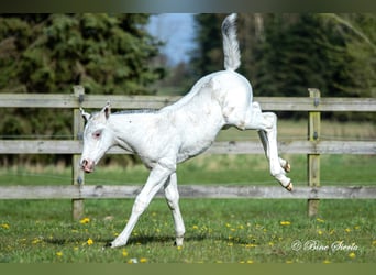 Knabstrupper, Hengst, 3 Jahre, 160 cm, Tigerschecke