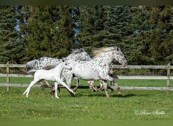 Knabstrupper, Hengst, 3 Jahre, 160 cm, Tigerschecke