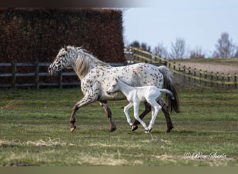 Knabstrupper, Hengst, 3 Jahre, 160 cm, Tigerschecke