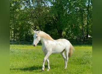 Knabstrupper, Hengst, 3 Jahre, 160 cm, Tigerschecke