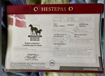 Knabstrupper, Hengst, 3 Jahre, 160 cm, White