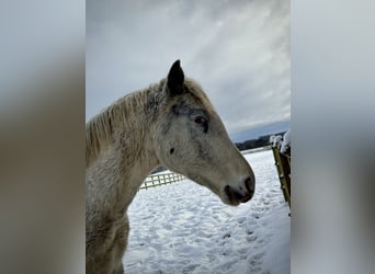 Knabstrupper, Hengst, 3 Jahre, 160 cm, White