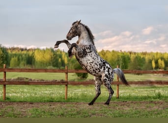 Knabstrupper Mix, Hengst, 3 Jahre, 162 cm, Tigerschecke