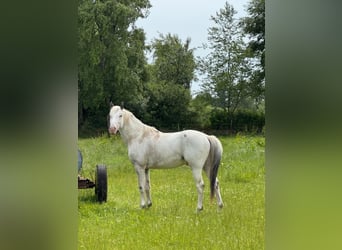 Knabstrupper, Hengst, 4 Jaar, 154 cm, Wit