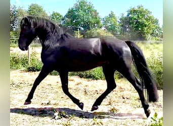 Knabstrupper, Hengst, 4 Jaar, 154 cm, Zwart