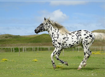Knabstrupper, Hengst, 4 Jaar, 160 cm, Appaloosa