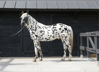 Knabstrupper, Hengst, 4 Jaar, 160 cm, Appaloosa