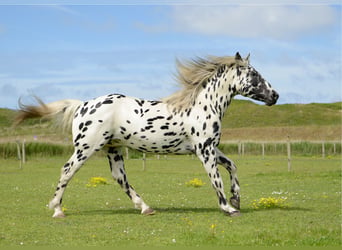 Knabstrupper, Hengst, 4 Jaar, 160 cm, Appaloosa