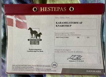 Knabstrupper, Hengst, 4 Jaar, 162 cm, Appaloosa