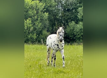 Knabstrupper, Hengst, 4 Jahre, 154 cm, Tigerschecke