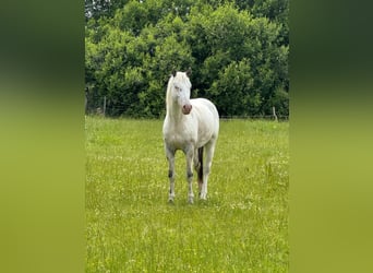 Knabstrupper, Hengst, 4 Jahre, 154 cm, White