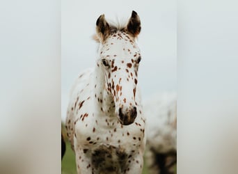 Knabstrupper, Hengst, 4 Jahre, 162 cm, Tigerschecke