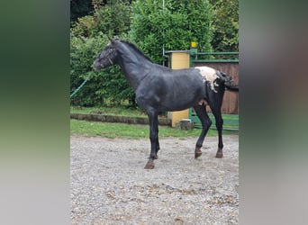 Knabstrupper, Hengst, 5 Jahre, 170 cm, Rappe