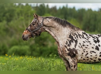 Knabstrupper Mix, Hengst, 6 Jaar, 163 cm, Appaloosa