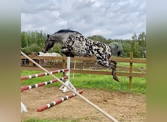 Knabstrupper Mix, Hengst, 6 Jahre, 163 cm, Tigerschecke