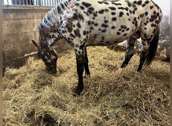 Knabstrupper, Hengst, 7 Jahre, 152 cm, Tigerschecke