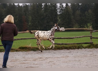 Knabstrupper, Hengst, 8 Jaar, 156 cm, Donkerbruin