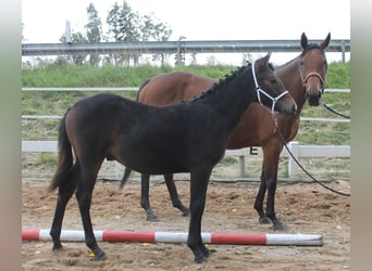 Knabstrupper, Hengst, Fohlen (02/2025), 150 cm, Brauner