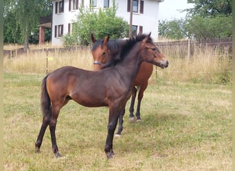 Knabstrupper, Hengst, , 155 cm, Brauner