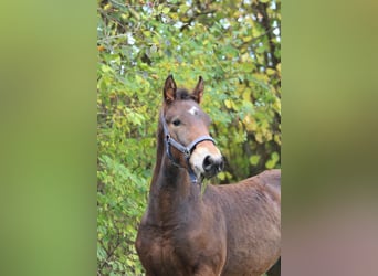 Knabstrupper, Hengst, Fohlen (06/2025), 157 cm, Brauner