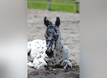 Knabstrupper, Hengst, Fohlen (07/2024), 157 cm, Tigerschecke