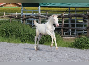 Knabstrupper, Hengst, , 160 cm, Tigerschecke