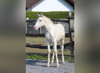 Knabstrupper, Hengst, , 160 cm, Tigerschecke