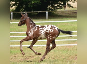 Knabstrupper, Hengst, Fohlen (06/2024), 160 cm