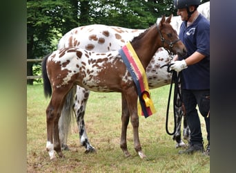 Knabstrupper, Hengst, Fohlen (06/2024), 160 cm