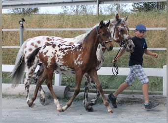 Knabstrupper, Hengst, Fohlen (06/2024), 160 cm