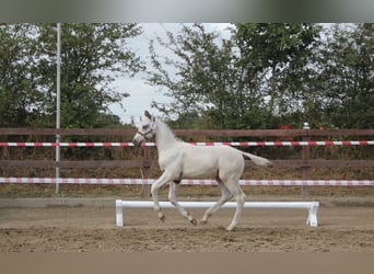 Knabstrupper, Hengst, Fohlen (05/2026), 165 cm