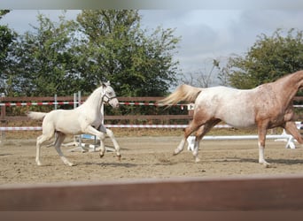 Knabstrupper, Hengst, Fohlen (05/2026), 165 cm