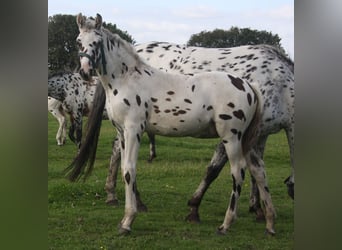 Knabstrupper, Hengst, Fohlen (05/2023), 169 cm, Tigerschecke
