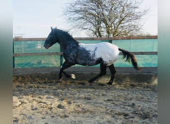 Knabstrupper, Hengst, 4 Jahre, 169 cm, Tigerschecke