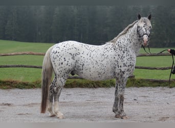 Knabstrupper, Hengst, 18 Jahre, 155 cm, Tigerschecke