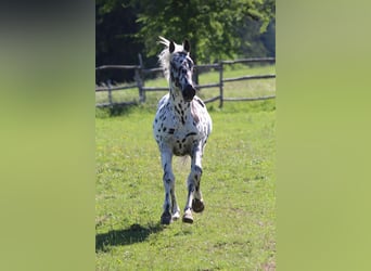 Knabstrupper, Hengst, 3 Jahre, 155 cm, Tigerschecke