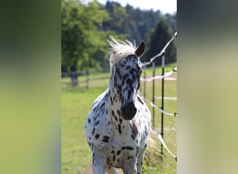 Knabstrupper, Hengst, 3 Jahre, 155 cm, Tigerschecke