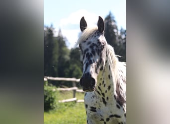Knabstrupper, Hengst, 3 Jahre, 155 cm, Tigerschecke