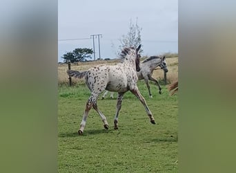 Knabstrupper, Hengst, veulen (04/2023), 148 cm, Appaloosa