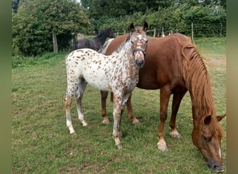 Knabstrupper, Hengst, veulen (04/2023), 148 cm, Appaloosa