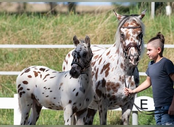 Knabstrupper, Hengst, veulen (06/2023), 150 cm, Appaloosa