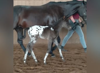 Knabstrupper, Hengst, veulen (06/2024), 155 cm, Appaloosa