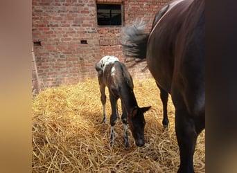 Knabstrupper, Hengst, veulen (06/2024), 155 cm, Appaloosa