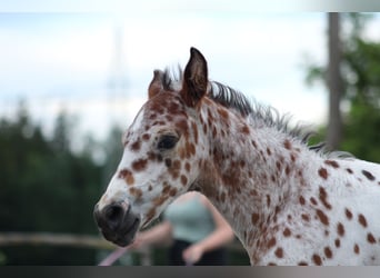 Knabstrupper, Hengst, veulen (06/2024), 155 cm, Appaloosa