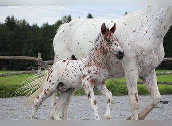 Knabstrupper, Hengst, veulen (06/2024), 155 cm, Appaloosa