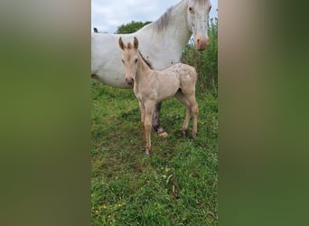 Knabstrupper Mix, Hengst, veulen (06/2024), 155 cm, Champagne