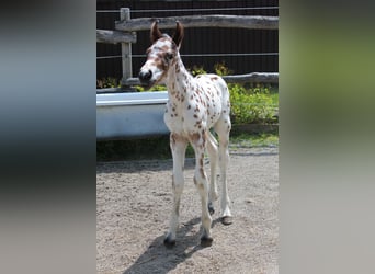 Knabstrupper, Hengst, , 157 cm, Appaloosa