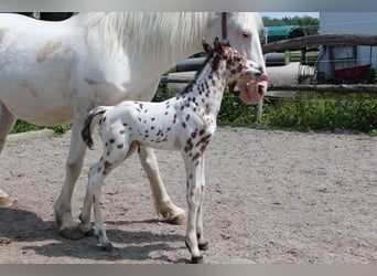 Knabstrupper, Hengst, , 157 cm, Appaloosa