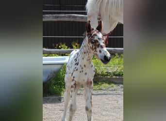 Knabstrupper, Hengst, , 157 cm, Appaloosa