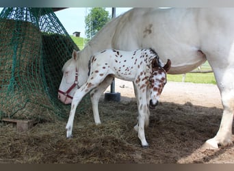 Knabstrupper, Hengst, , 157 cm, Appaloosa